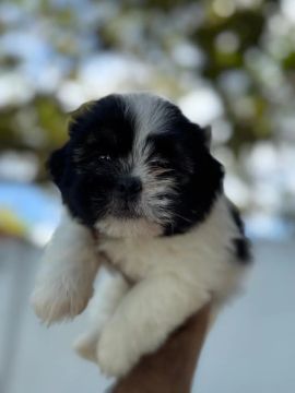 Lhasa apso