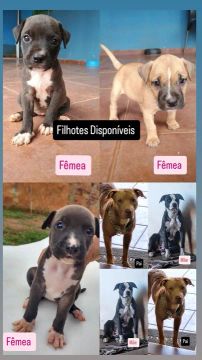 Filhotes de PitBull lindos 
