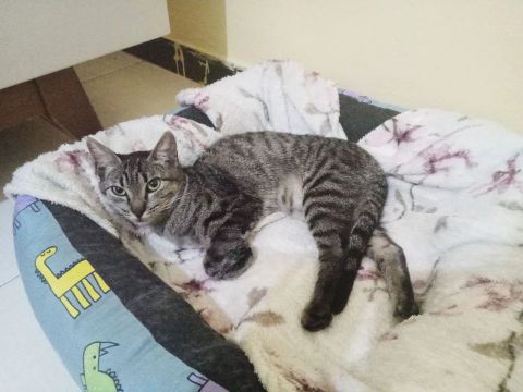 Gatinha castrada especial para adoção