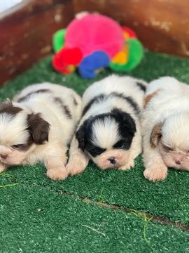 Shih Tzu Raça de origem Tibetana bem afetuoso e astuto com pedigree