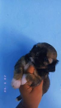Filhote de shih tzu