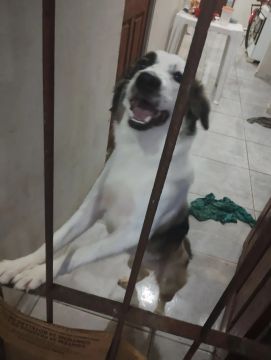 Cachorro carinhoso e brincalhão para adoção