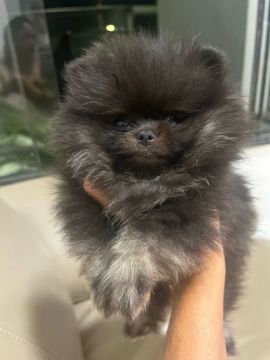 Filhote de Lulu da Pomerania 
