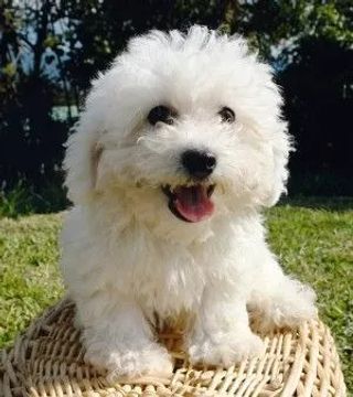Poodle Apaixonante Filhotes na Cor Branco