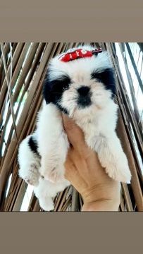 Mini Shih Tzu  fêmea 