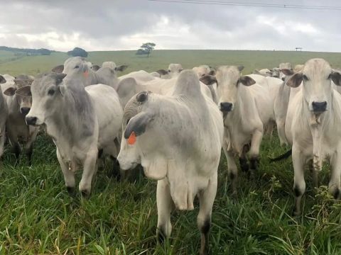 Fazenda à venda, AREAR RURAL DE MARANHAO - Caxias/MA