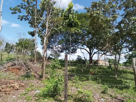 Terreno próximo ao resendecial coqueiro 16 por 25