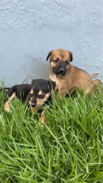 Dois filhotes de cachorro para adoção