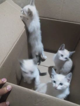 Doação de gatinhos