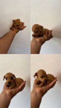 Filhotes de Pinscher Miniatura ()