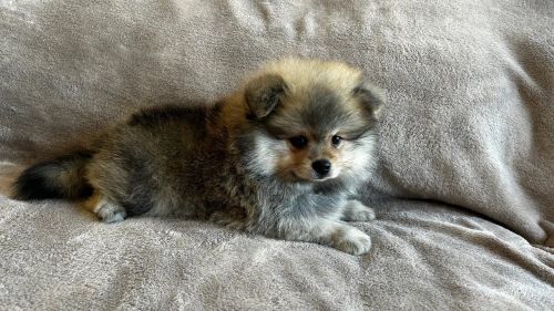 Spitz alemão macho