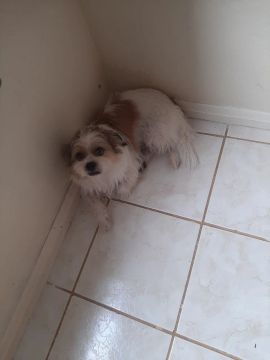 Cachorro macho pequeno Doação 