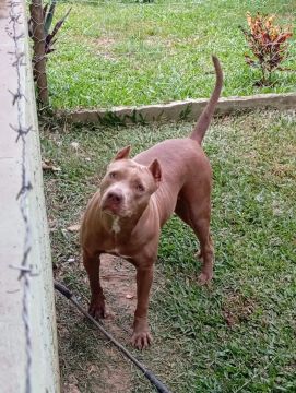 Linda femia de Pitmoster para doação 