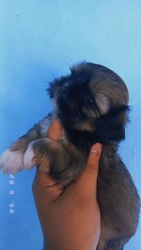 Filhote Shih Tzu fêmea 