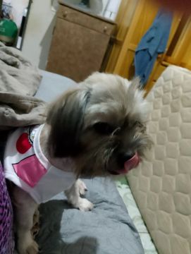 Shitzu fêmea 1 ano 