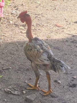 Casal de frango polaco