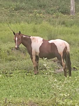 Égua Paint Horse lindo e dócil