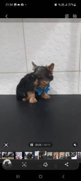 Yorkshire Terrier aceito cartão 