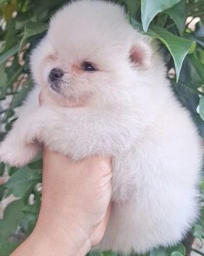 Spitz Alemão Lulu pomerânio anão Branco  