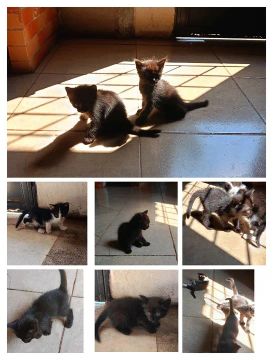 Gatinhos pretos fofinhos para adoção