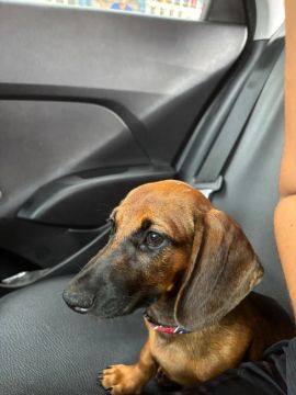 Filhote de Dachshund !