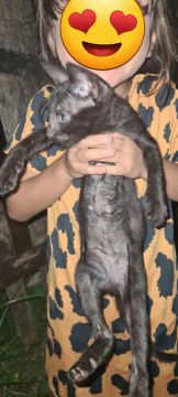 Doação de gatinhos