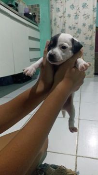 Cachorro pinscher 