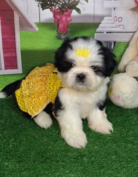 Filhote Shih Tzu Fêmea