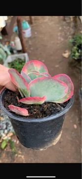 Fantastic variegata