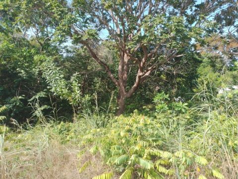 Terreno rural com documento 