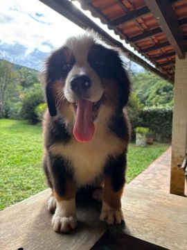 Filhote Bernese Mountain Dog