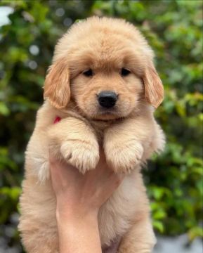 Filhotes Golden Retriever