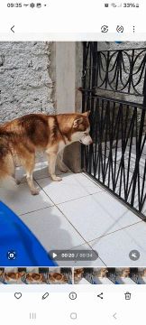 Em busca de namorada  Husky Siberiano Puro MACHO 