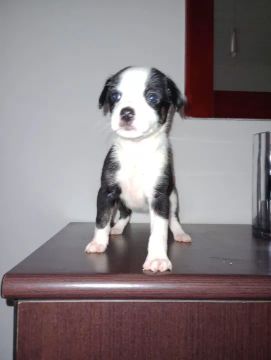Filhote de Cachorro -  Branco e Preto