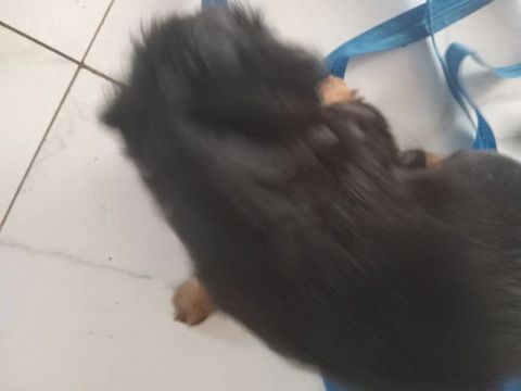Vendo cachorro poodle misturado com.shih tzu ,ja tem 2.m3ses