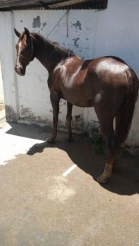 Cavalo 