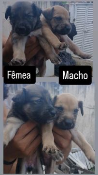 Doação de cachorros SRD