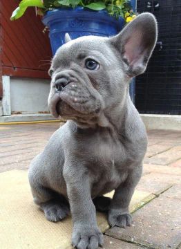 Filhotes de Bulldog Francês para Venda: Carinho e Fofura Garantidos