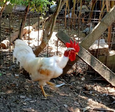 Galos