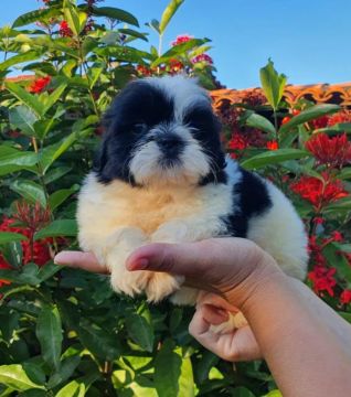 Shih Tzu Filhotes