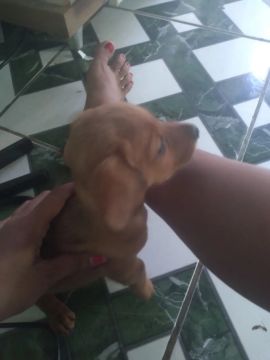 Filhote de dashuchund, salsicha,teckel, 