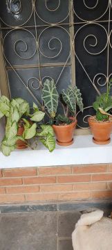 Três Plantas em Vasos de Cerâmica