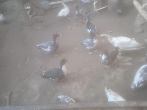 Casal de patos 70,00
