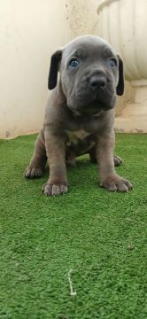 Filhotes Cane Corso 