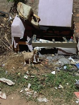 Dois filhotes de cachorro para adoção