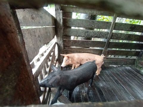 Casal de porquinhos 