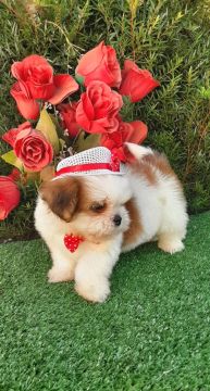 Lindo Baby Shih-tzu  porte bem pequeno entrego vacinado.