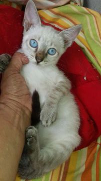 Gatinho disponível para adoção