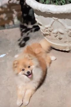 Vendo Spitz alemão macho laranja 7 meses com pedigree