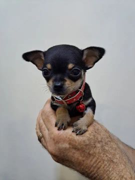 Chihuahua Macho Miniatura Red: Fofura e Personalidade em Tamanho Pequeno!